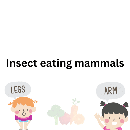 Insect eating mammals